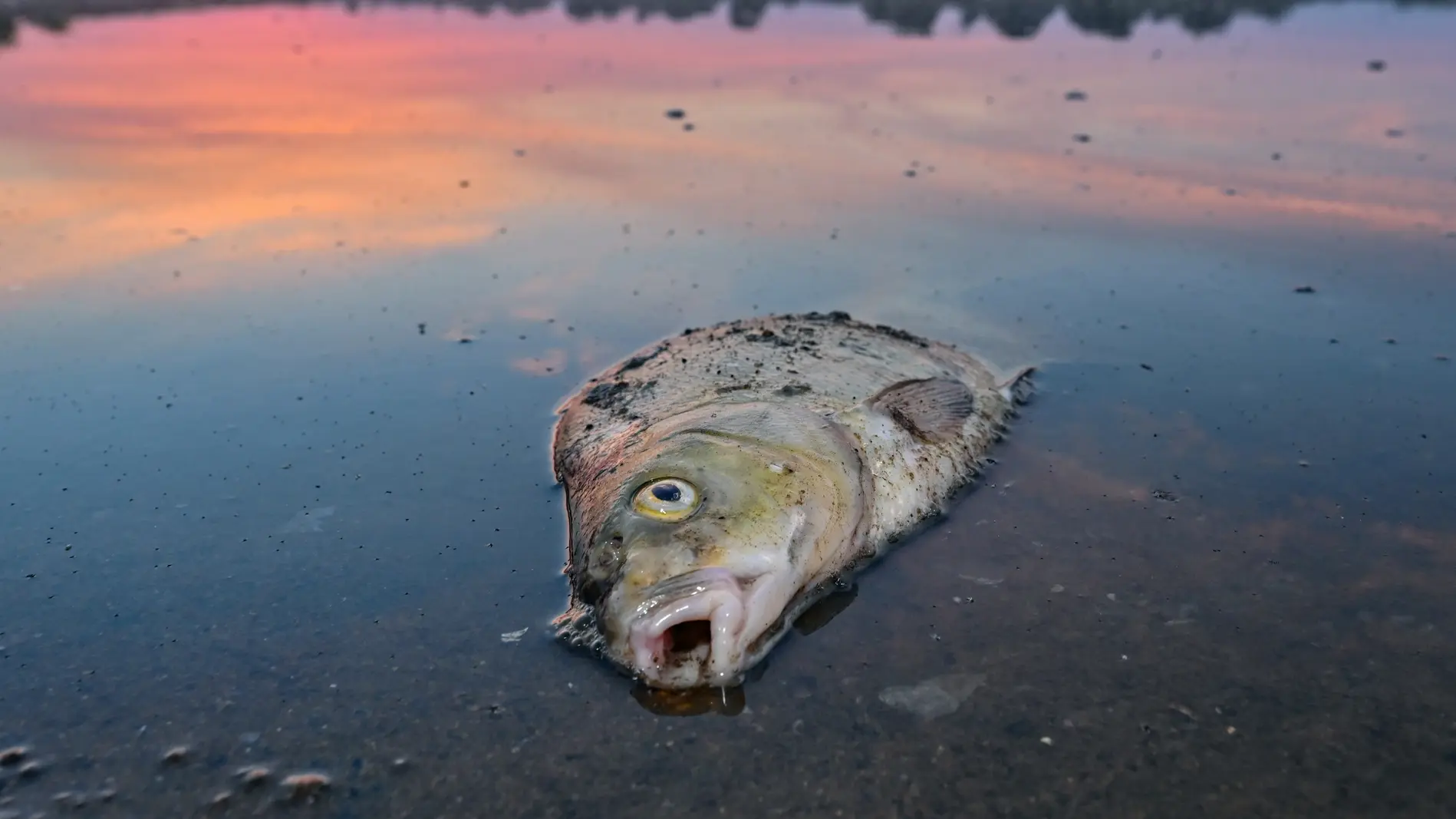 Ein toter Blei liegt im Wasser vom deutsch-polnischen Grenzfluss Oder.