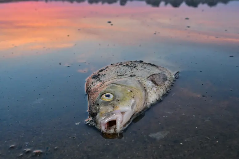 Ein toter Blei liegt im Wasser vom deutsch-polnischen Grenzfluss Oder.