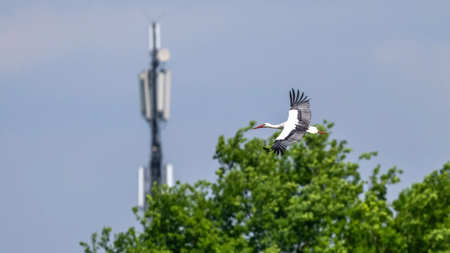 Ein Storch fliegt vor einem Mobilfunkmast vorbei