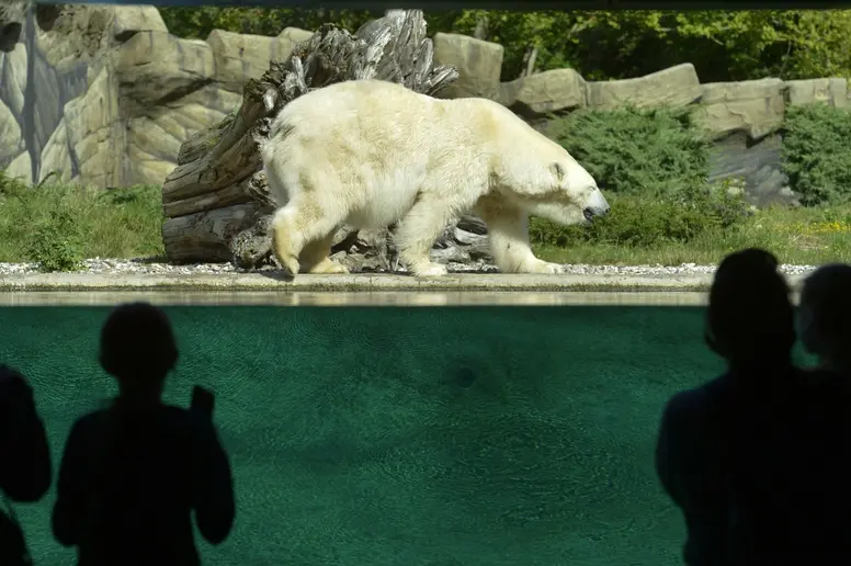 Ein Eisbär im Zoo wird von Besuchern beobachtet.