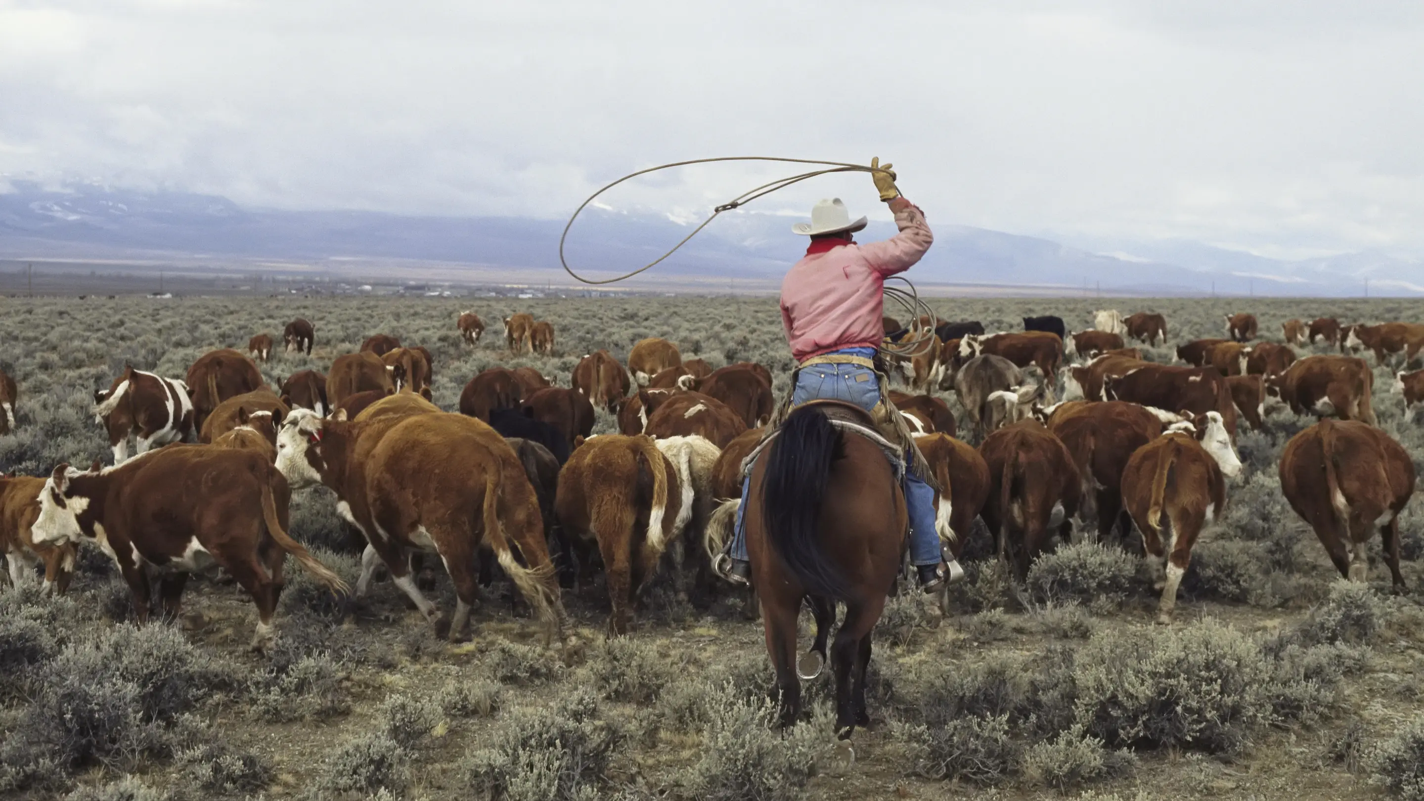 Ein Cowboy treibt eine Herde Kühe auf einem Pferd umher