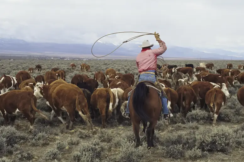 Ein Cowboy treibt eine Herde Kühe auf einem Pferd umher