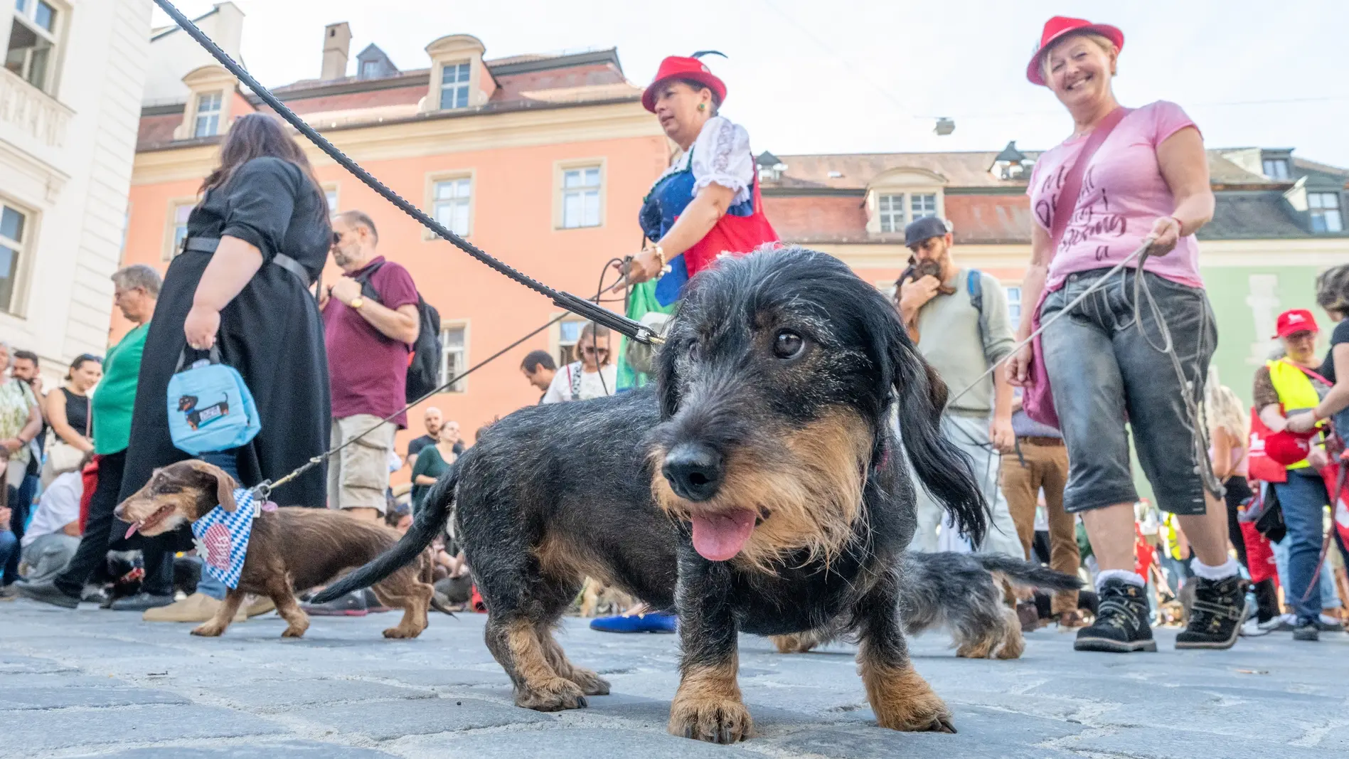 Zahlreiche Dackel nehmen an der Dackelparade in der Altstadt teil