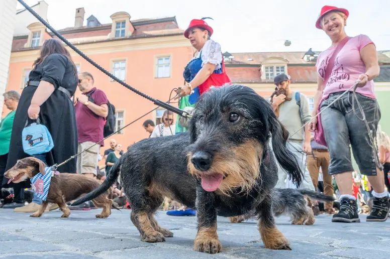 Zahlreiche Dackel nehmen an der Dackelparade in der Altstadt teil