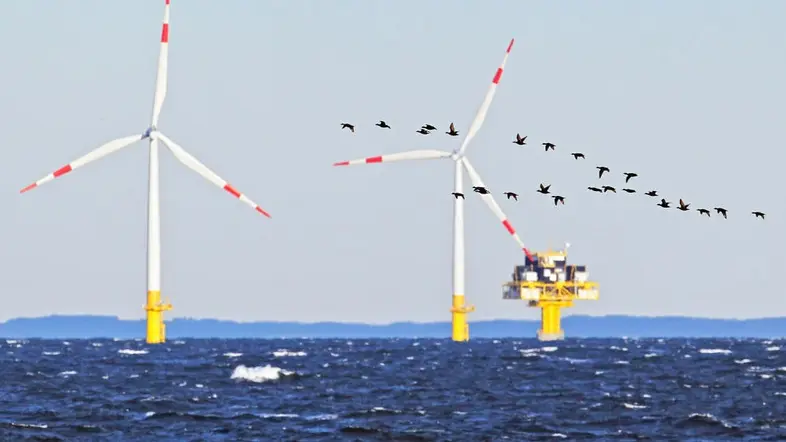 Das Bild zeigt Zugvögel und Windräder auf dem Meer. 