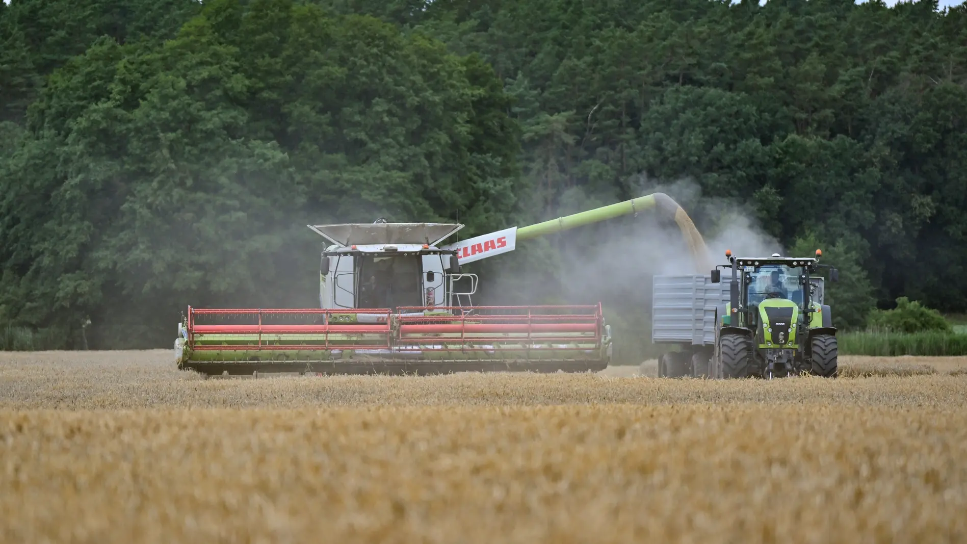 Ein Landwirt erntet mit seinem Mähdrescher Gerste auf einem Feld in Ostbrandenburg.